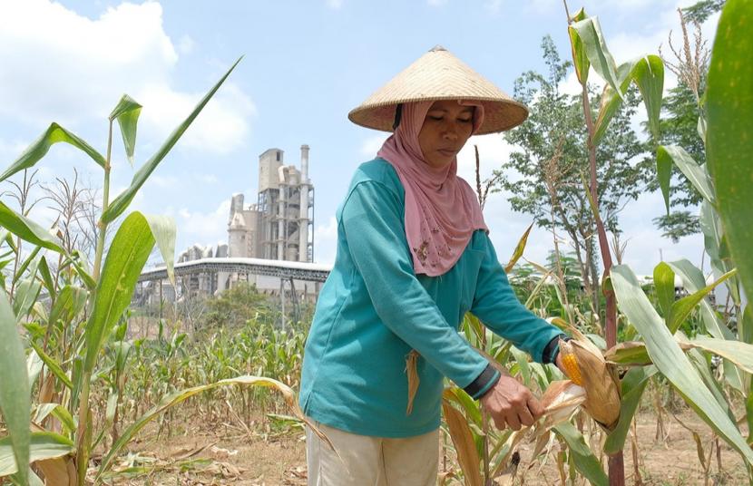 Petani sanggem (pesanggem) melakukan panen tanaman jagung di lahan sekitar pabrik Semen Gresik, di wilayah Desa Tegaldowo, Kecamatan Gunem, Kabupaten Rembang, Jawa Tengah, baru- baru ini.