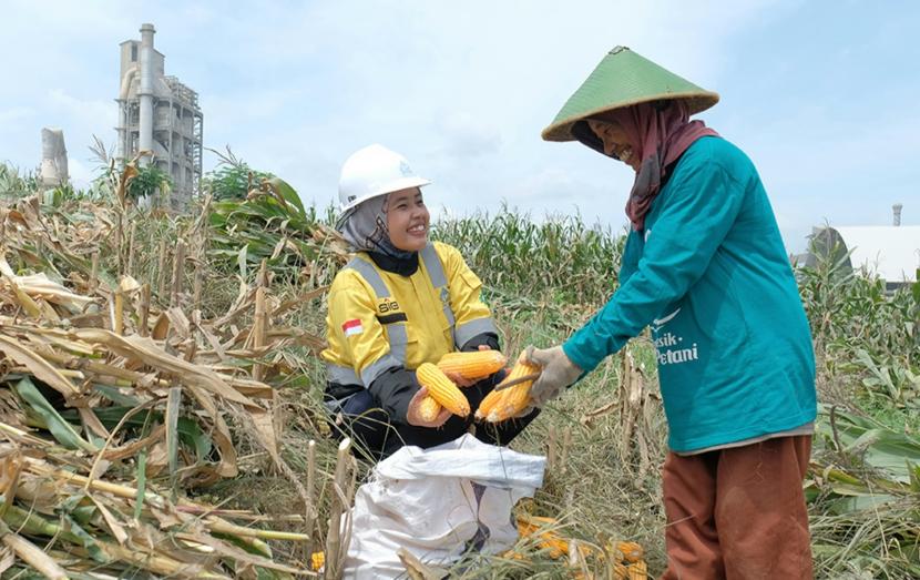 Petani sanggem (pesanggem) melakukan panen tanaman jagung di lahan sekitar pabrik Semen Gresik di wilayah Desa Tegaldowo, Kecamatan Gunem, Kabupaten Rembang, Jawa Tengah.