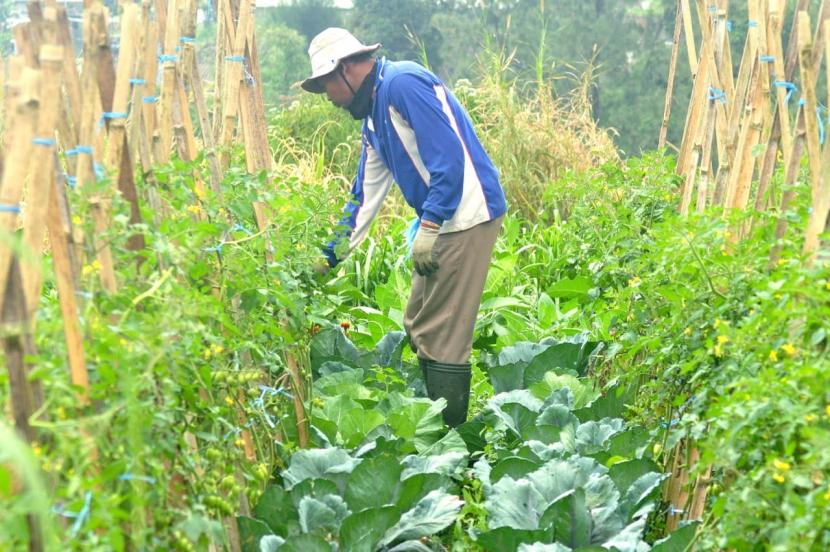 Petani sayuran di Kabupaten Semarang sedang merawat tanaman budi daya di kebunnya. 