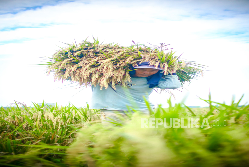 Petani sedang memanen padi. 