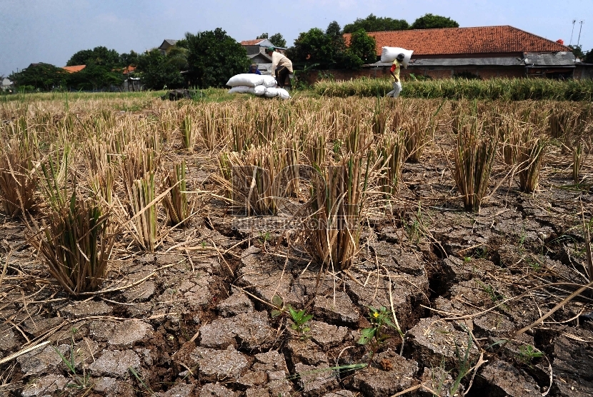  Petani sedang mengumpulkan padi yang mengalami kekeringan di Kampung Setu, Bekasi Barat, Kamis (30/7).  (Republika/Tahta Aidilla)