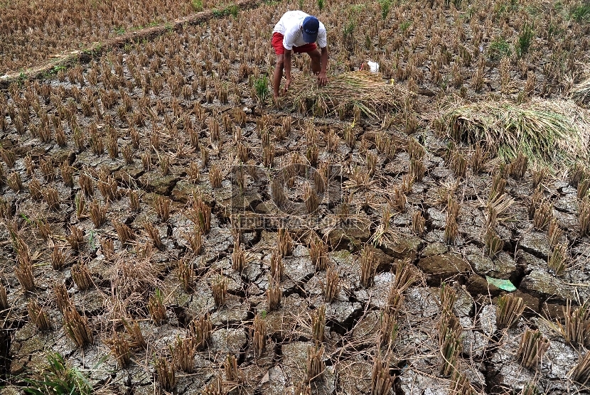  Petani sedang mengumpulkan padi yang mengalami kekeringan di Kampung Setu, Bekasi Barat, Kamis (30/7).  (Republika/Tahta Aidilla)(Republika/Tahta Aidilla)