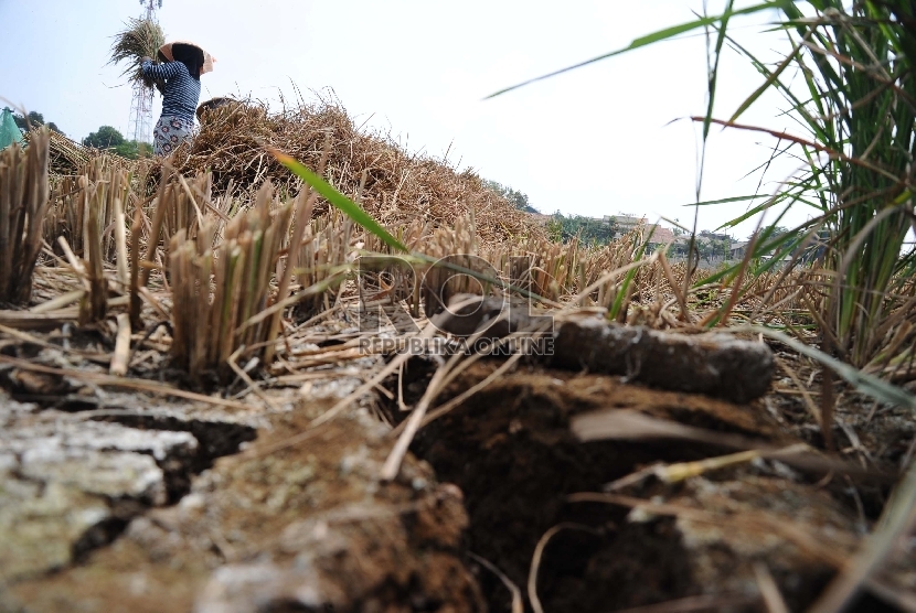  Petani sedang mengumpulkan padi yang mengalami kekeringan di Kampung Setu, Bekasi Barat, Kamis (30/7).  (Republika/Tahta Aidilla)