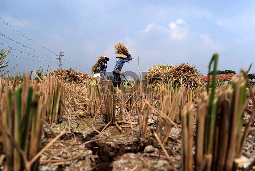  Petani sedang mengumpulkan padi yang mengalami kekeringan di Kampung Setu, Bekasi Barat, Kamis (30/7).  (Republika/Tahta Aidilla)