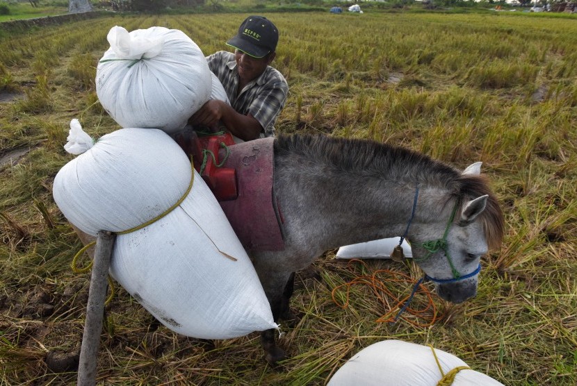 Petani siap membawa padi hasil panennya dengan kuda di Persawahan Samata Gowa, Sulawesi Selatan, Kamis (6/7). 