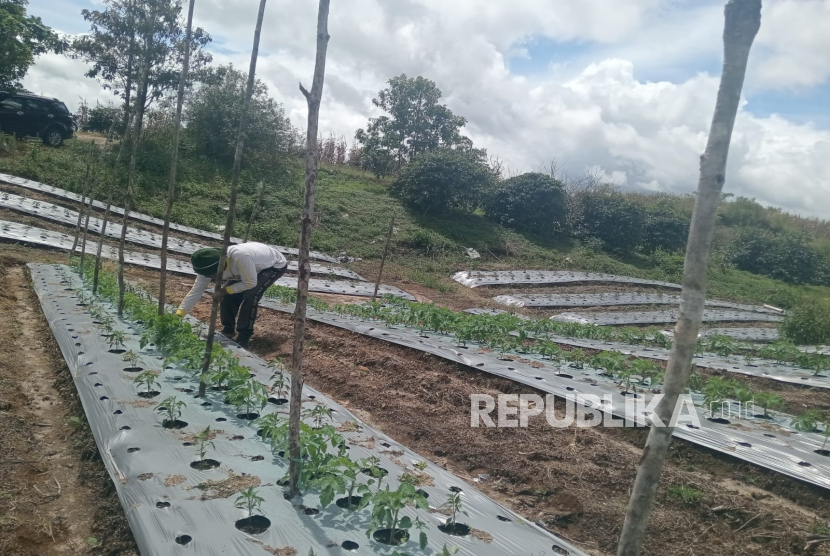 Petani sukses menanam bawang merah dari biji.