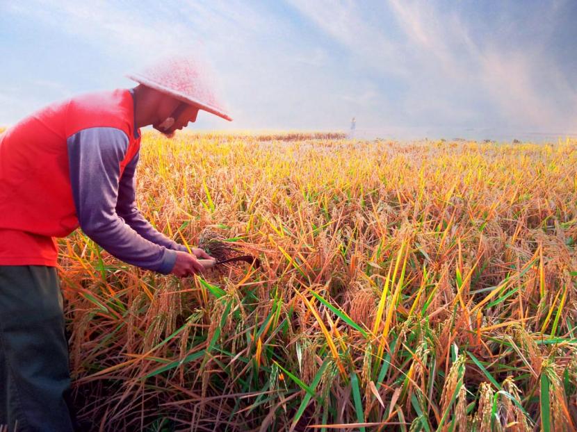 Produksi padi di Kabupaten Sukabumi dalam musim pertama panen 2020 surplus hingga 124.077 ton. Foto: Petani panen padi.