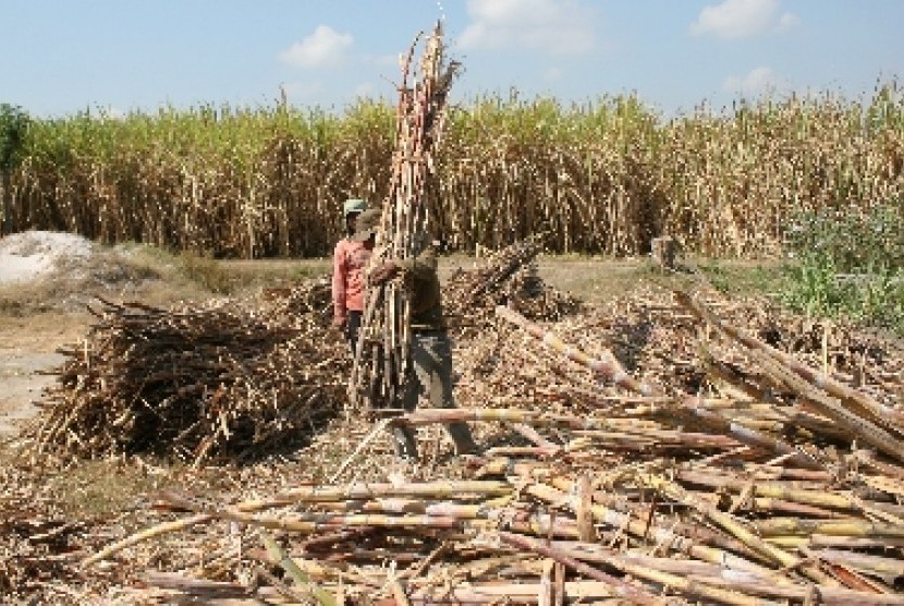 Petani tebu di Kandat, Kabupaten, Kediri mengaku merugi karena rendahnya harga tebu.
