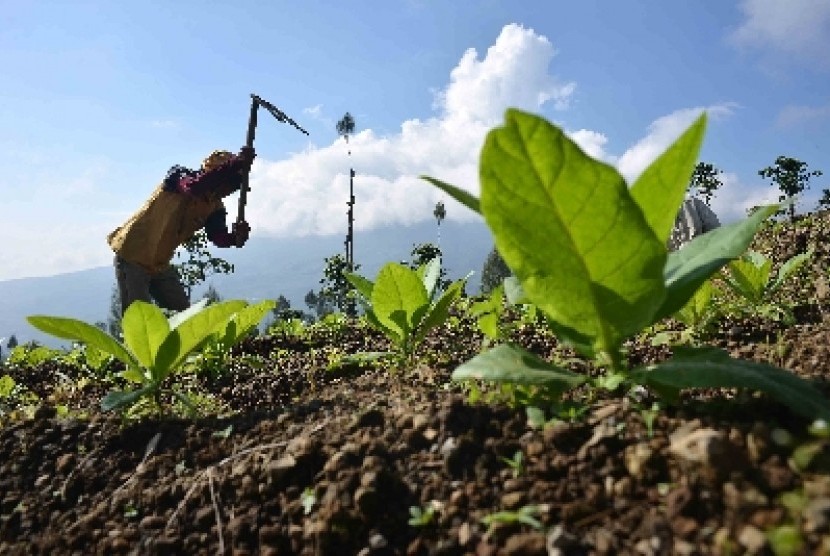  Petani tembakau sedang menanam bibit tembakau, sebagian besar warga temanggung berprofesi sebagai petani Tembakau. Petani Tembakau