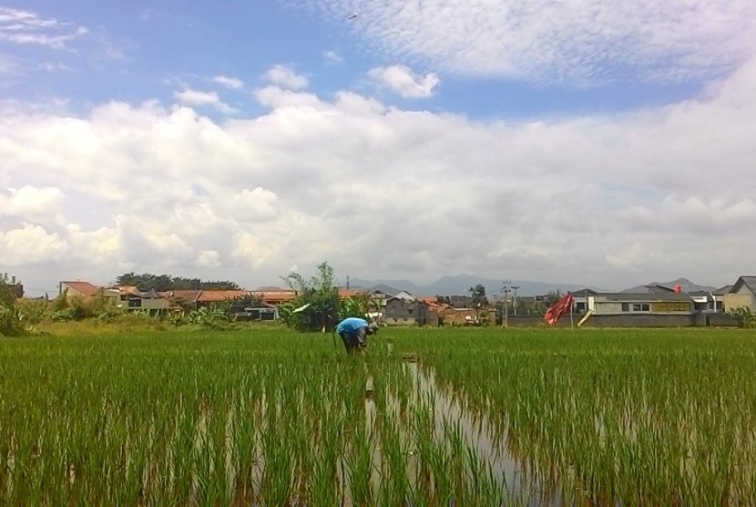 Petani tengah mengurus sawah garapannya di Citeureup, Cimahi Utara