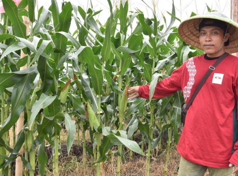 Petani tersenyum karena harga jagung manis menjelang pergantian tahun 2023/2024, melonjak.