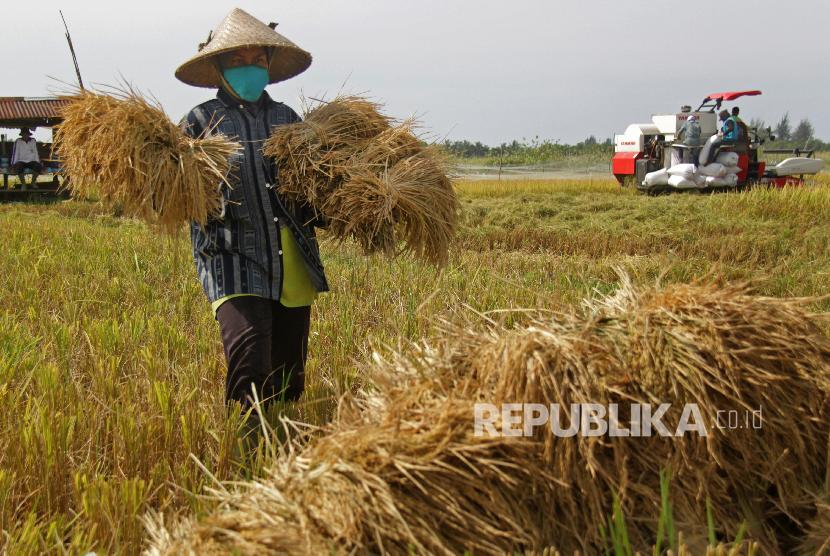 Petani tradisional memanen padi bersama petani lainnya yang menggunakan mesin 