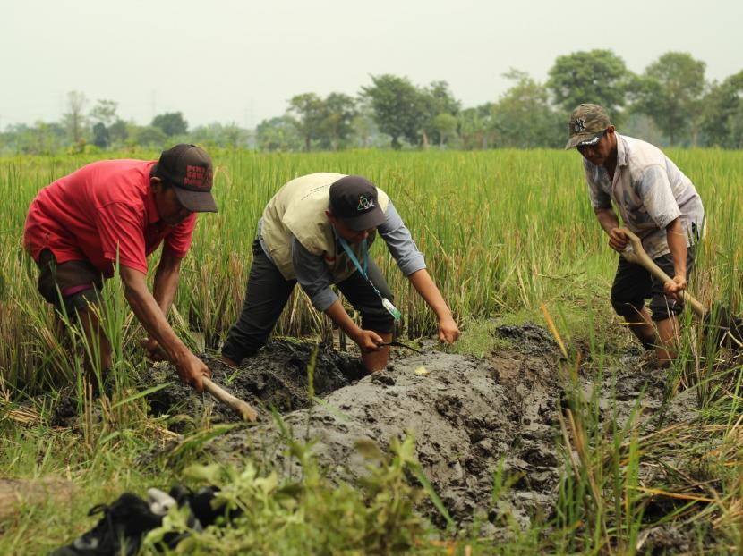 Petani yang ikut program Tani Nusantara LMI, ilustrasi.