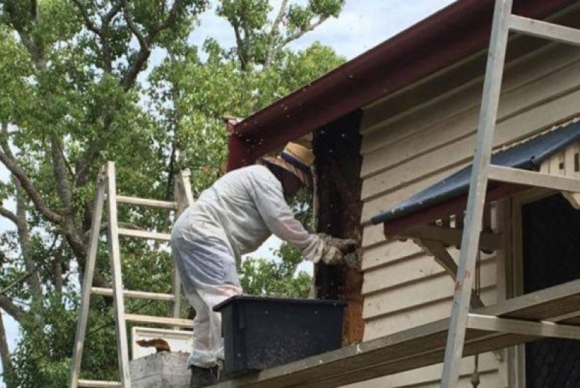 Peter McDonald si kontraktor memakai pakaian pelindung untuk membantu melepaskan lebah.