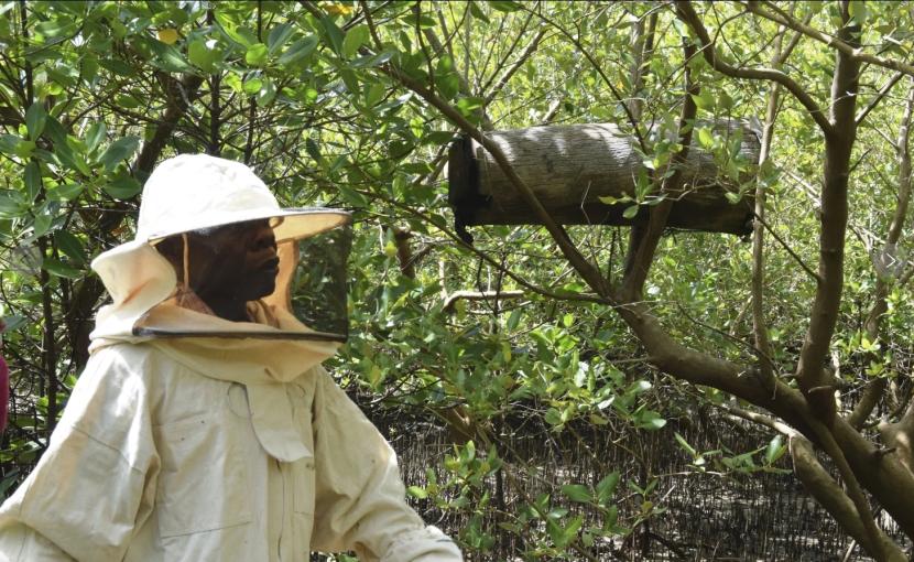 Warga Kenya memasang sarang lebah untuk melawan para penebang hutan mangrove. 