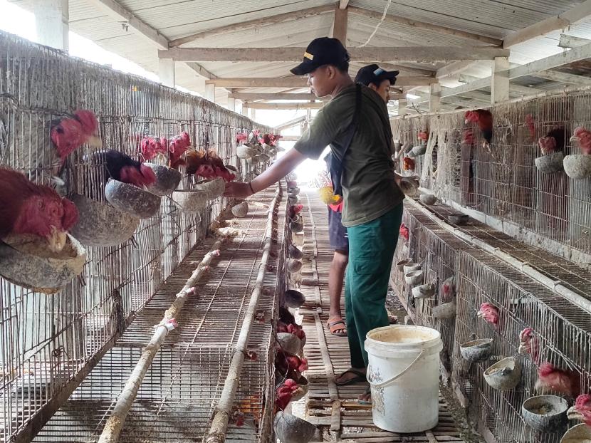 Peternak ayam joper di Pajangan Kabupaten Bantul. 