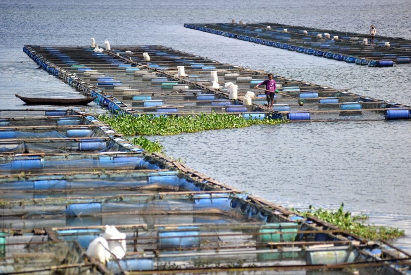 Keramba jaring apung (KJA) di Danau Maninjau, Nagari Koto Malintang, Kabupaten Agam, Sumatra Barat (ilustrasi). Menteri KKP menawarkan alternatif perikanan darat bagi nelayan KJA di Danau Maninjau untuk mengurangi pencemaran danau akibat sisa pakan ikan. 