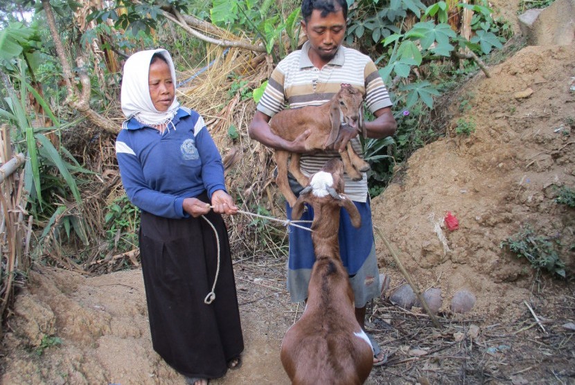 Peternak kambing Desa Tlagasana, kelompok Tlaha Mulyo binaan Rumah Zakat.