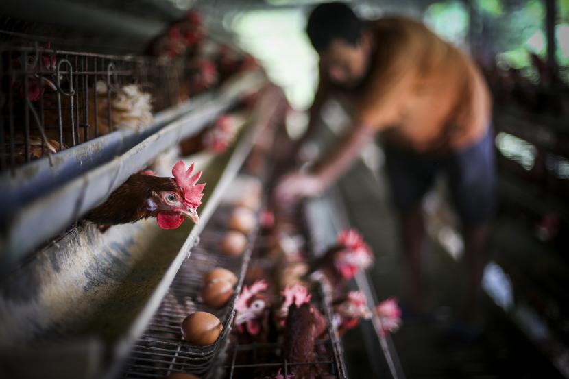 Peternak melihat kualitas telur ayam di Gunung Sindur, Bogor, Jawa Barat, Rabu (24/8/2022). Badan Pangan Nasional (NFA) melakukan fasilitasi penyerapan live bird atau ayam hidup melalui kerja sama dengan BUMN serta Asosiasi peternak dan pedagang.