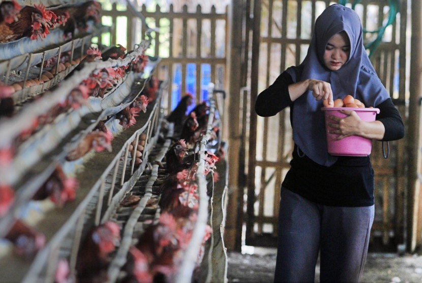 Peternak memanen telur ayam di desa Balongan, Indramayu, Jawa Barat, Sabtu (14/7). 