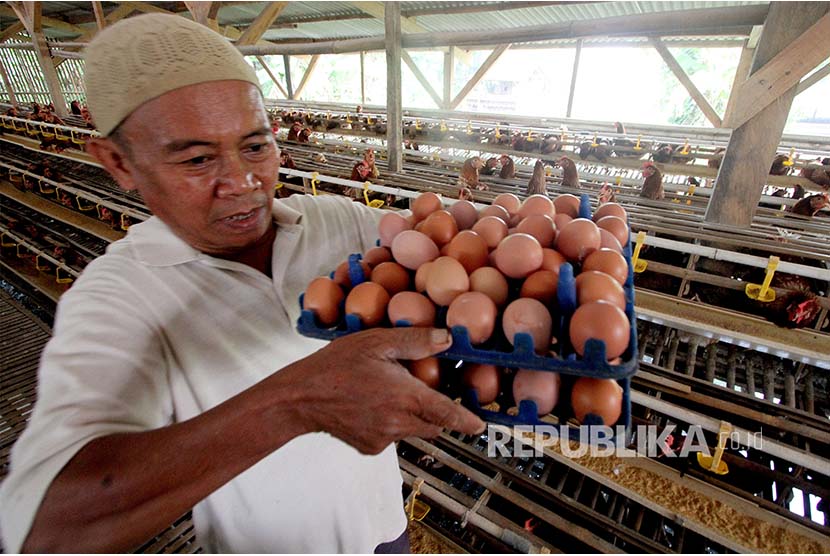 Peternak memanen telur ayam yang siap dijual di kawasan Cibinong, Bogor, Jawa Barat, Kamis (12/7).  Harga jual telur di tingkat konsumen dan sejumlah pasar tradisional naik, dari Rp23.000 per kilogram  menjadi Rp30. 000 karena naiknya harga pakan ternak serta minimnya bibit ayam petelur. 