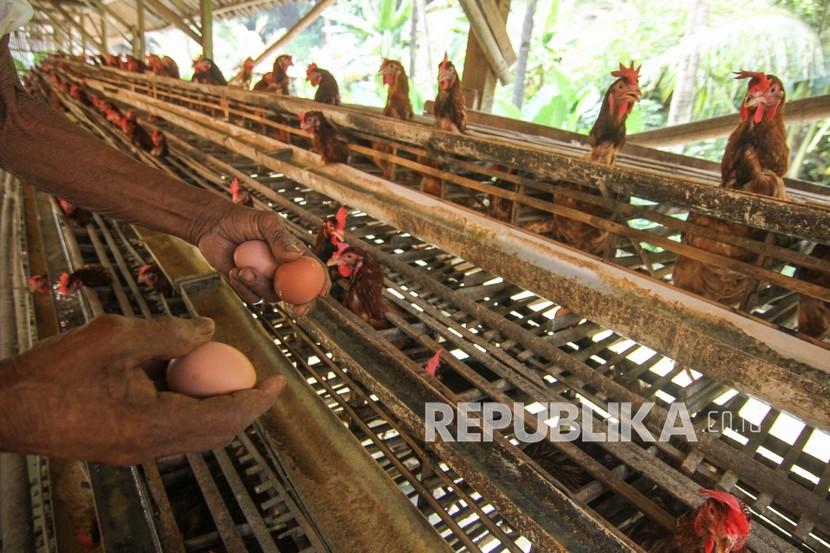 Peternak memanen telur di kawasan Kalimulya, Depok, Jawa Barat, Rabu (13/10). Kementerian Perdagangan (Kemendag) mencatat, sejak awal November, harga telur berangsur naik ke level kisaran Rp 24 ribu per kilogram.