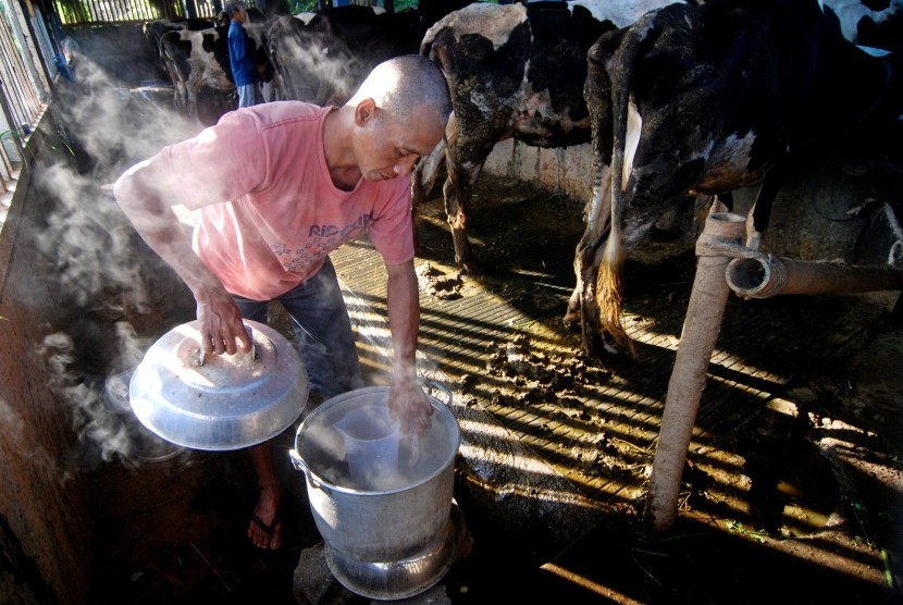 Peternak memanfaatkan energi biogas yang berasal dari kotoran sapi untuk memasak air perangsang keluarnya susu saat memerah di salah satu peternakan di Getasan, Kabupaten Semarang, Jawa Tengah, Senin (5/9).