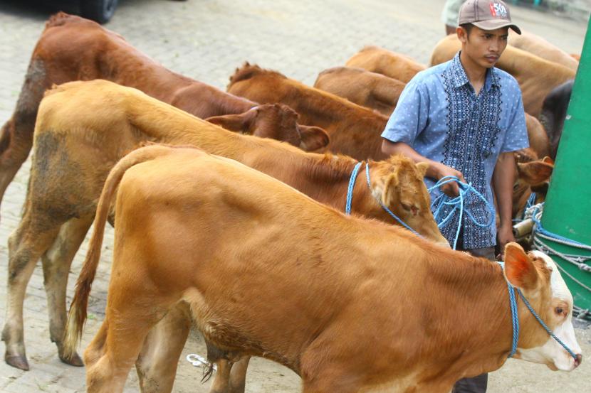 Peternak membawa sapi miliknya untuk dijual di Pasar Hewan Singosari, Malang, Jawa Timur, Jumat (13/5/2022). Wabah penyakit mulut dan kuku (PMK) di sejumlah daerah justru membuat harga sapi di pasar tersebut mengalami kenaikan antara Rp500.000 hingga Rp1 juta per ekor. 