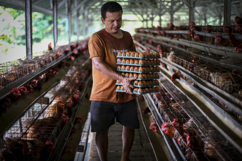Peternak membawa telur ayam di Gunung Sindur, Bogor, Jawa Barat, Rabu (24/8/2022). Kementerian Perdagangan menyampaikan kenaikan harga telur ayam dari Rp30.900 per kilogram menjadi Rp32.000 per kilogram ini dipicu oleh dampak musiman. 