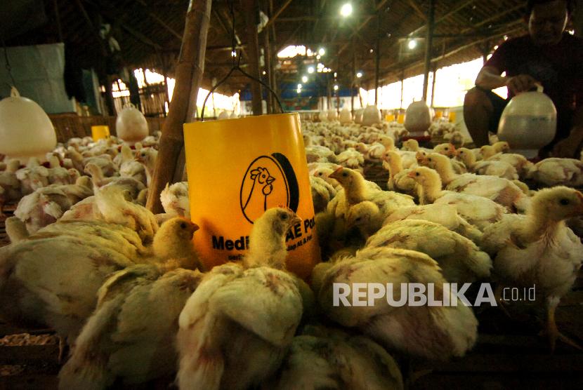 Peternak memberi air minum dan pakan di salahsatu peternakan ayam potong di Desa Bengle, Kabupaten Tegal, Jawa Tengah, Senin (8/7).