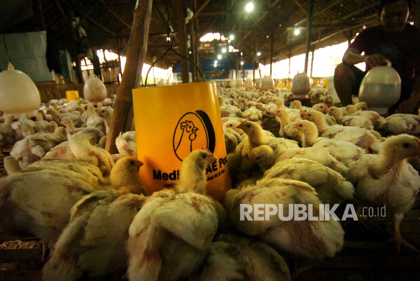 Peternak memberi air minum dan pakan di salahsatu peternakan ayam potong. (Ilustrasi)