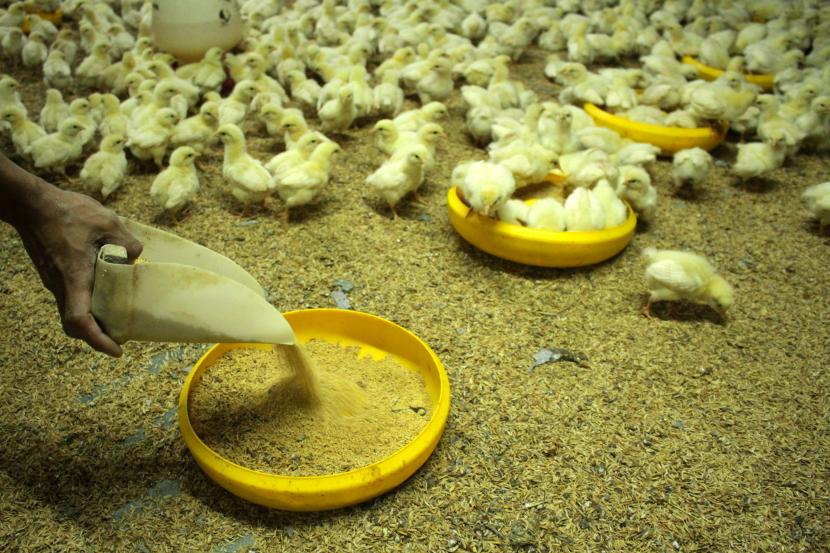 Peternak memberi makan ayam di Pacellekang, Gowa, Sulawesi Selatan, Senin (9/8/2021). Pemerintah melalui Kementerian Perdagangan (Kemendag), tengah menyiapkan regulasi pendukung untuk penyediaan jagung pakan murah bagi peternak. 