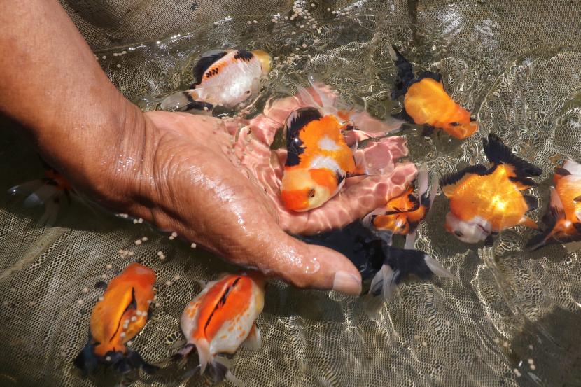 Pasar Ikan Hias Cianjur Diharapkan Jadi Pemasok Nasional. Peternak memberi makan ikan mas koki di sentra budidaya ikan hias.