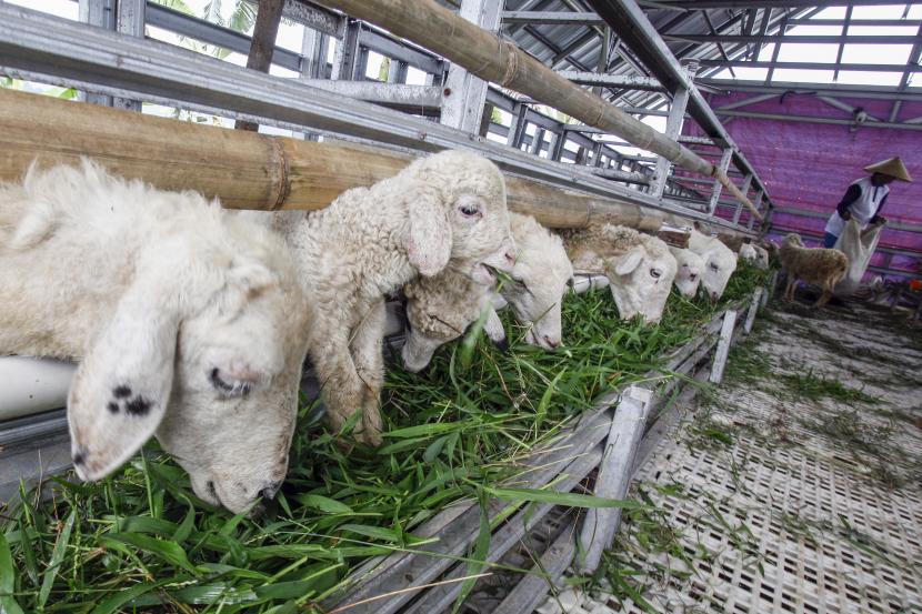 Peternak memberi makan kambing di Cariu, Kabupaten Bogor, Jawa Barat. Pemprov Jabar mencatat vaksinasi PMK terhadap hewan ternak di Jabar mencapai 200 ribu ternak.