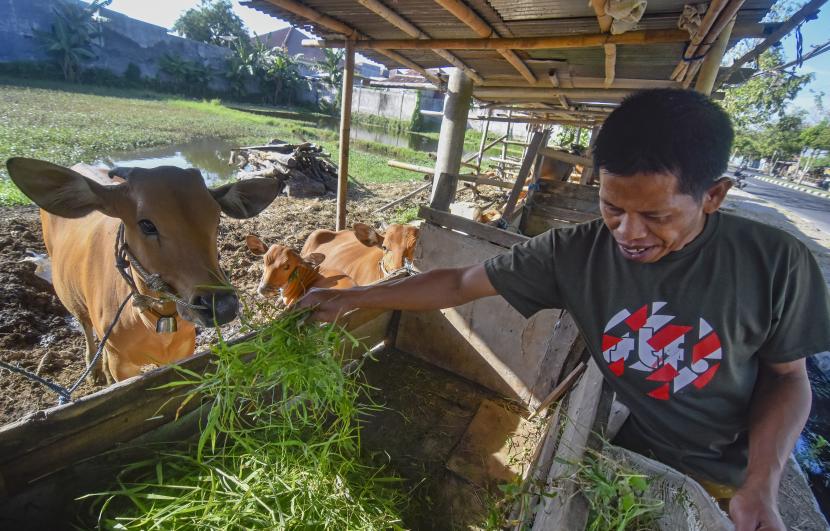 Peternak memberi makan sapi di Kelurahan Jempong Baru, Kecamatan Sekarbela, Mataram, NTB. BNPB sebut tim satgas telah menyiapkan 1,4 juta vaksin PMK untuk provinsi NTB.