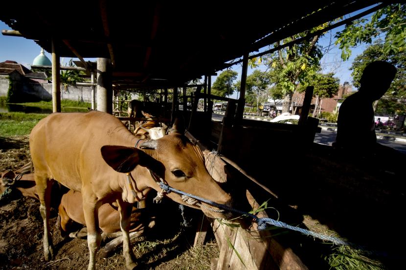 Peternak memberi makan sapi di Kelurahan Jempong Baru, Kecamatan Sekarbela, Mataram, NTB, Selasa (19/7/2022). Dirjen Kementan sebut tiga tantangan utama dalam usaha ternak ruminansia di Indonesia. Ilustrasi.
