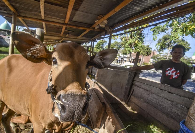 Banyak peternak di Kabupaten Padang Pariaman menggunakan obat tradisional untuk mengobati ternak yang terjangkit Penyakit Mulut dan Kuku (PMK). (ilustrasi)