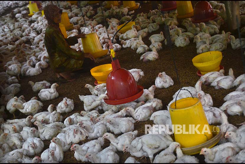 Kementerian Pertanian (Kementan) melalui Direktorat Jenderal Peternakan dan Kesehatan Hewan (Ditjen PKH) menjaga keseimbangan supply and demand dengan cara melakukan pengendalian produksi DOC FS disesuaikan dengan demand ayam ras. 