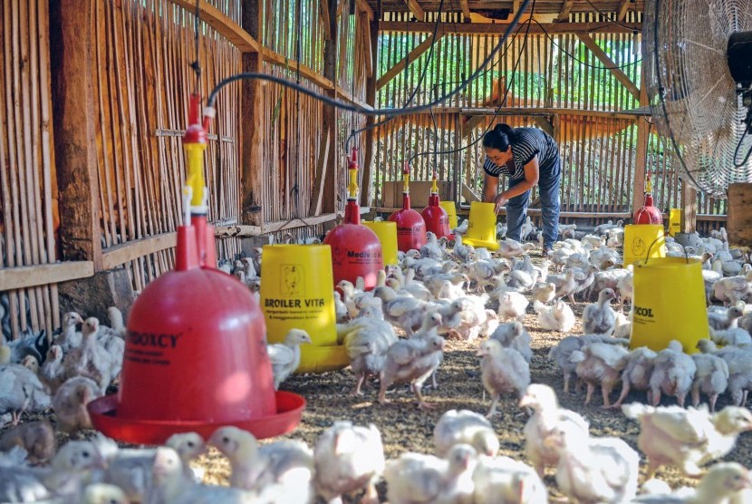 Peternak memberikan pakan pada ayam boiler (ilustrasi). Harga ayam ras kembali mengalami kejatuhan hingga jauh dibawah biaya produksi.