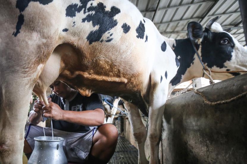 Beragam Cara Makhluk Tuhan Mengucap Bismillah (Ilustrasi)/Memerah susu kambing