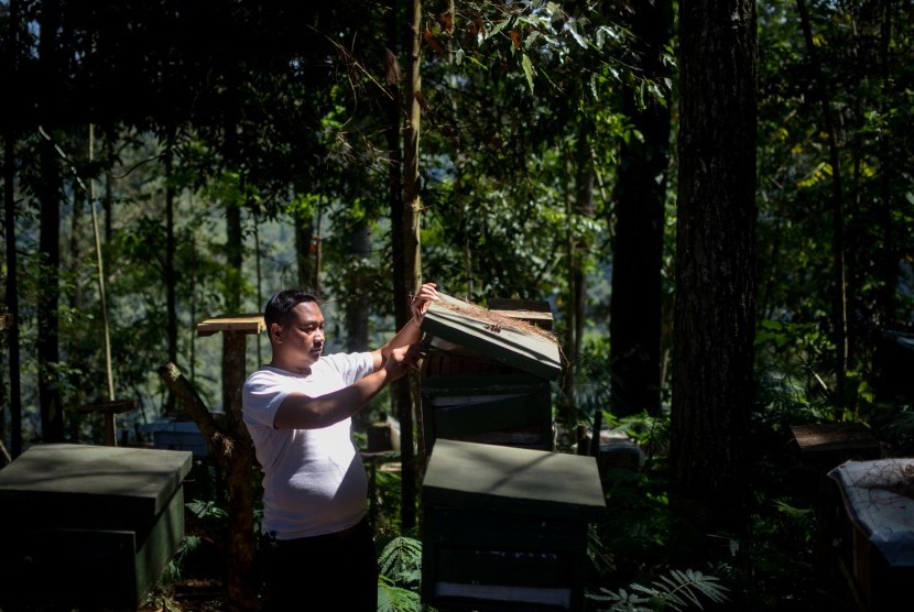 Budi Daya Lebah Madu Di Taman Hutan Raya Juanda Republika