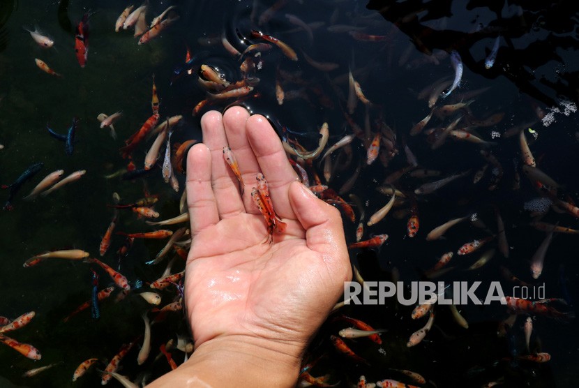 Peternak menangkap ikan Cupang