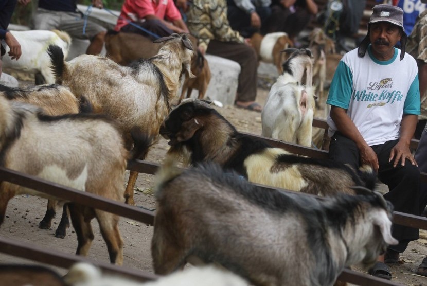 Peternak menawarkan kambing miliknya kepada pedagang hewan kurban yang mulai berdatangan di Pasar Hewan, Ngawi, Jawa Timur, Rabu (9/8).