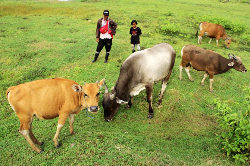 Peternak menggembalakan sapi (ilustrasi). Pemerintah Provinsi (Pemprov) Papua melalui Dinas Pertanian dan Pangan setempat menyebutkan, perkiraan kebutuhan hewan kurban 2022 sekitar 1.600 ekor, yang akan dipenuhi dari kiriman beberapa kabupaten setempat.