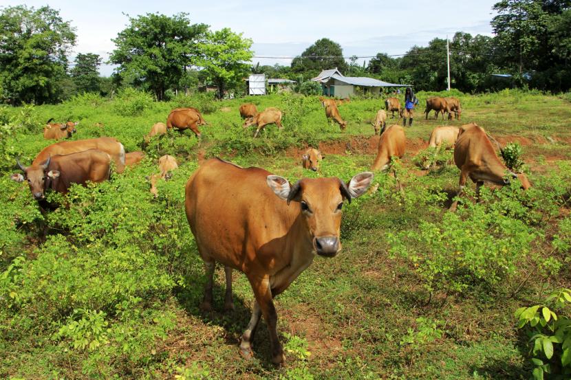 Peternak menggembalakan sapinya di Kecamatan Pattallassang, Kabupaten Gowa, Sulawesi Selatan, Kamis (10/3/2022). Disnak Sumsel mengantisipasi masuknya wabah PMK pada hewan ternak. Ilustrasi. 