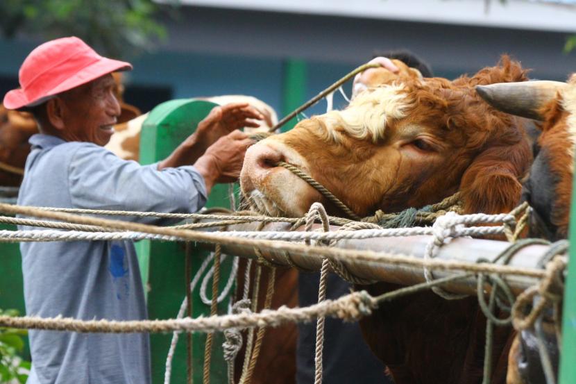 Peternak mengikat sapi miliknya yang dijual di Pasar Hewan Singosari, Malang, Jawa Timur, Jumat (13/5/2022). 