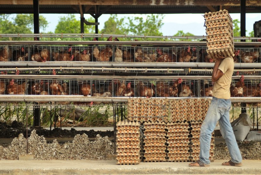 Peternak mengumpukan telur ayam broiler di salah satu usaha ayam bertelur Desa Blang Bintang, Kabaupaten Aceh Besar, provinsi Aceh, Senin (23/7).