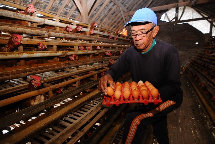 Peternak mengumpulkan telur ayam di Denggungan, Banyudono, Boyolali, Jawa Tengah, Rabu (26/12/2018).