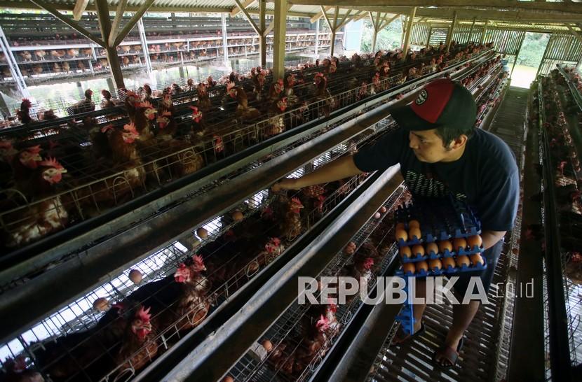 Peternak ayam petelur di Kabupaten Malang, Jawa Timur, mengharapkan pemerintah bisa mengendalikan harga pakan yang melambung tinggi. Ilustrasi.