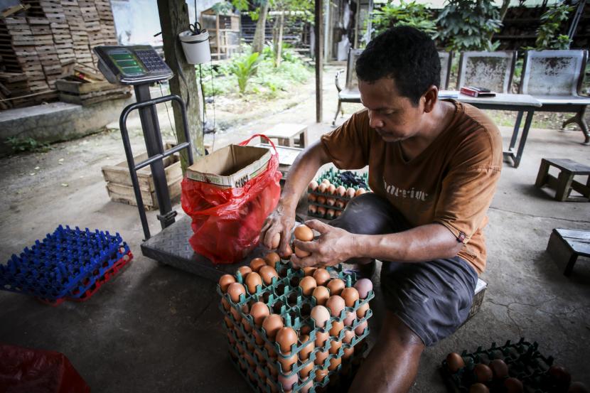 Peternak menimbang telur ayam di Gunung Sindur, Bogor, Jawa Barat, Rabu (24/8/2022). Harga telur di Tangsel sudah melambung sebesar Rp 32 ribu/kg selama tiga pekan ini.